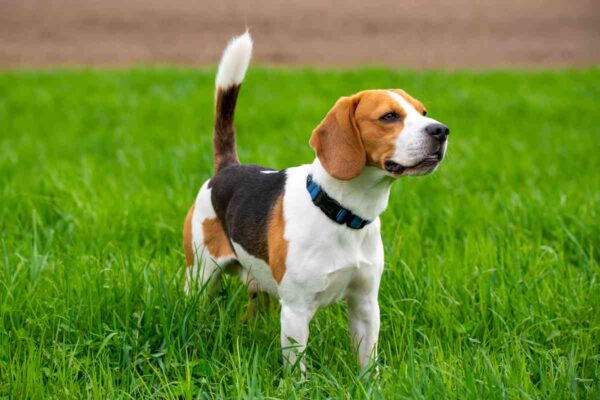 Cane di razza Beagle