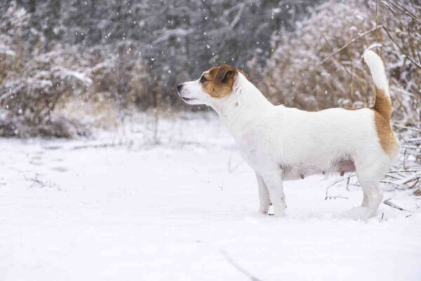 Cane di razza Jack Russell Terrier